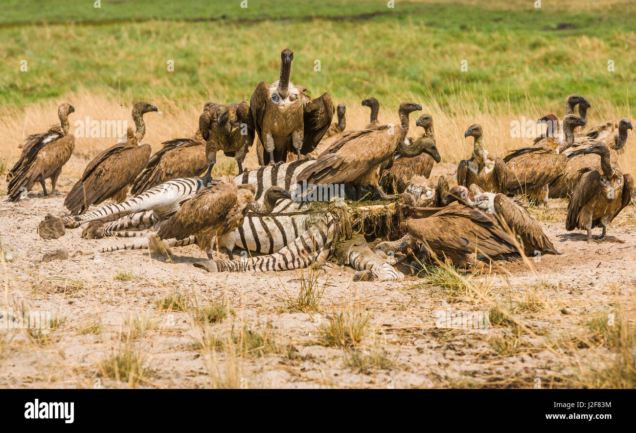 Vultures foraging on a dead Zebra Stock Photo - Alamy