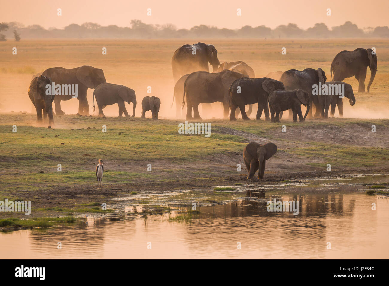 Herd of Elephants at the Chobe river in evening light Stock Photo