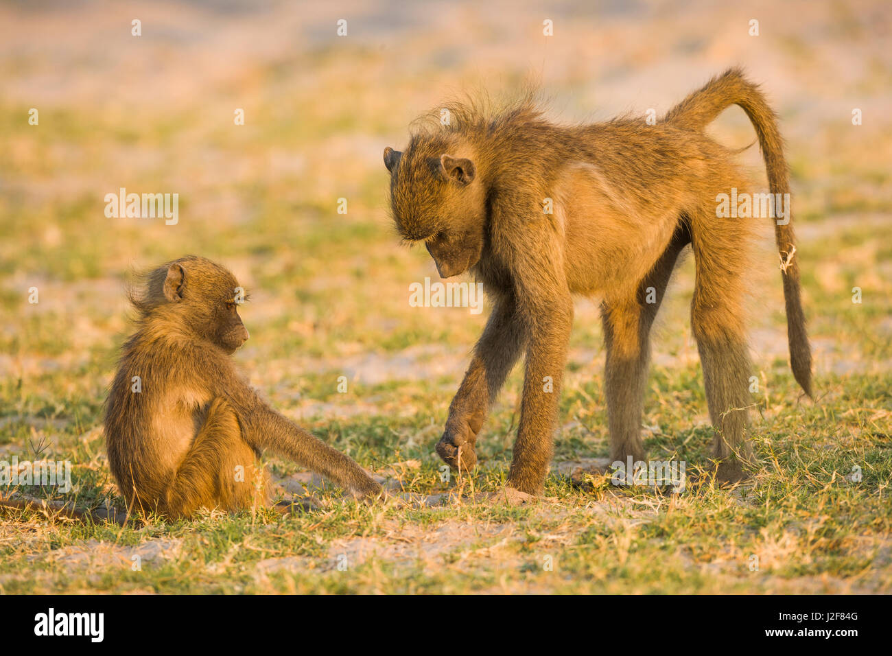 Foraging Baboon mother with young Stock Photo