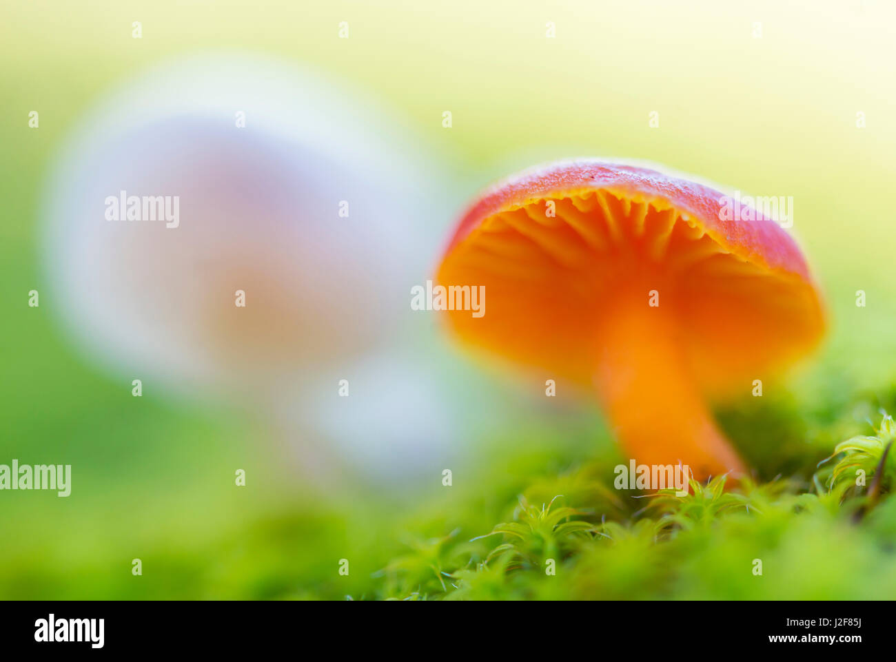 vermilion waxcap in sand-hill screw-moss Stock Photo