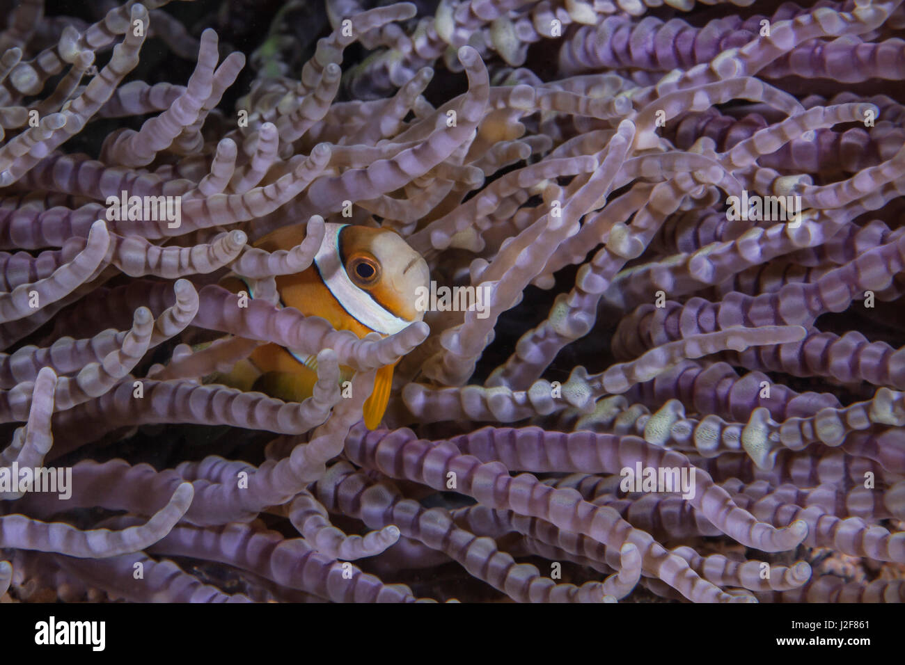Clownfish (Amphiprion bicinctus) seeks refuge in anemone with purple beaded tentacles (Heteractis aurora) Stock Photo