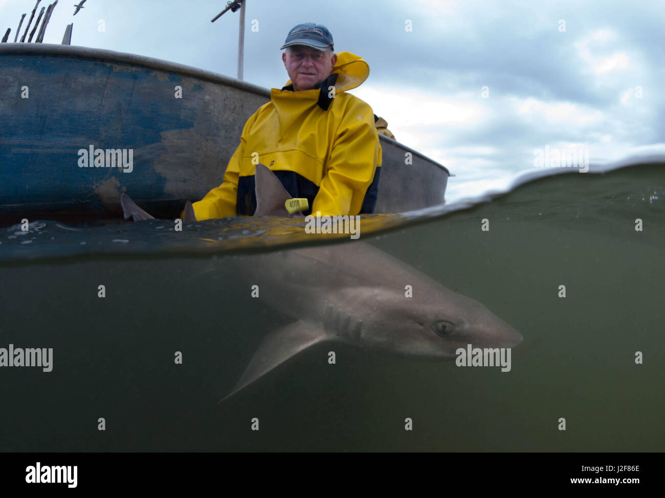 A fisherman holds a tagged smooth-hound before releasing the animal. These sharks are tagged for research by the Dutch recreational Angling Union, that showed migration patterns from Norway to the Gulf of Biscaye. Stock Photo