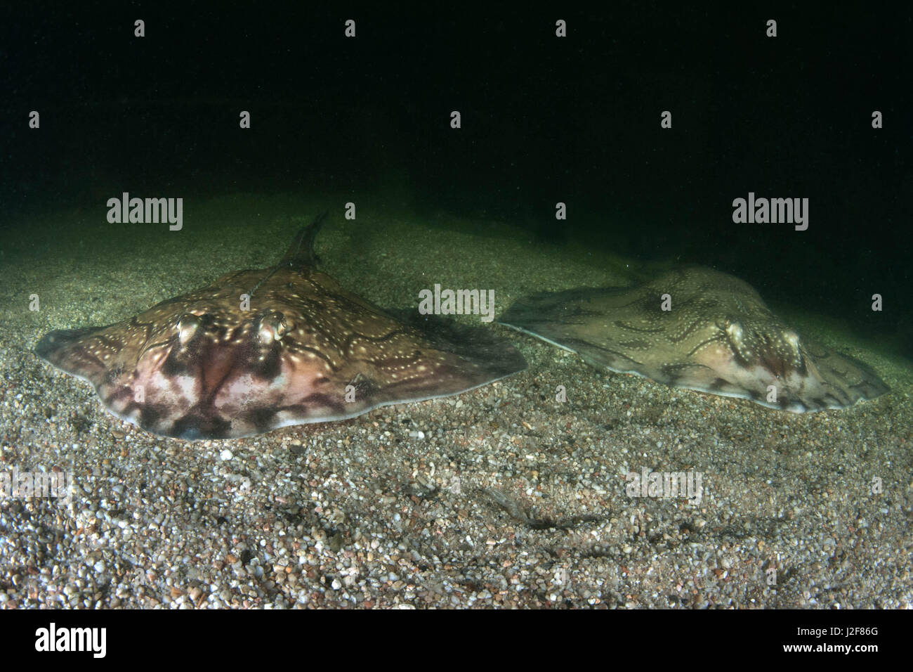 Female species hi-res stock photography and images - Alamy