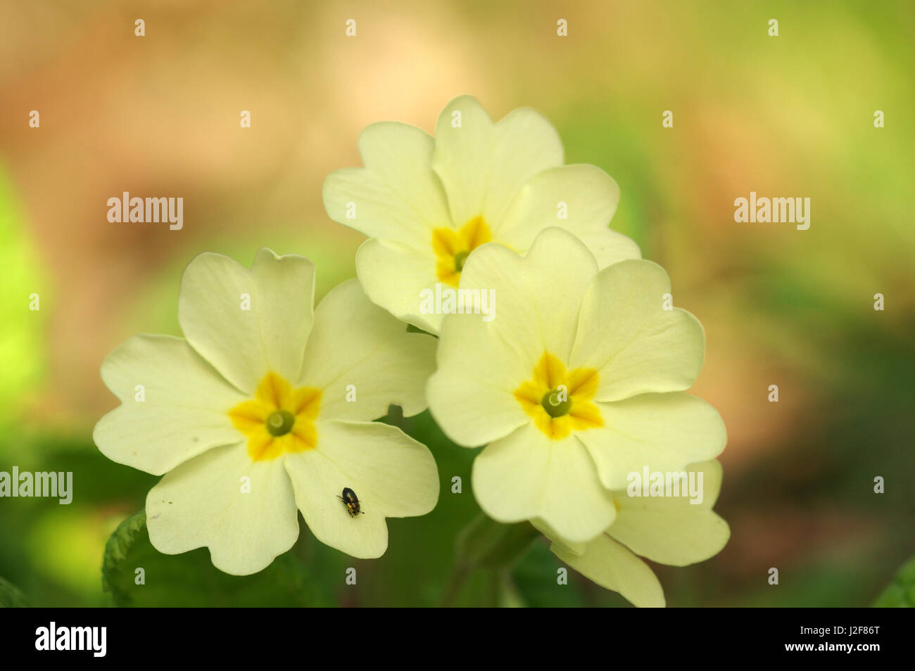 Wild primrose Stock Photo