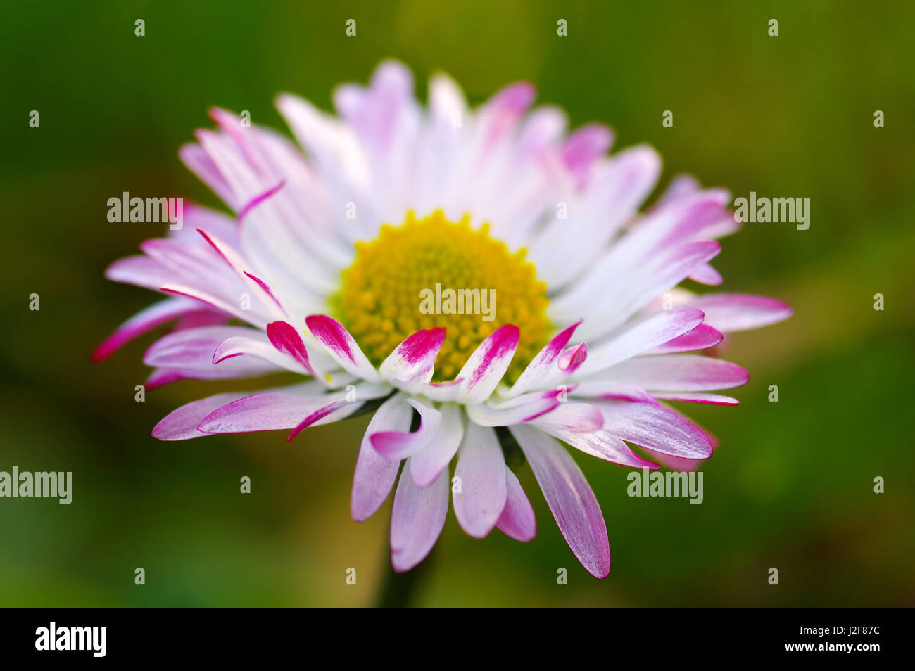 Daisy flowering Stock Photo