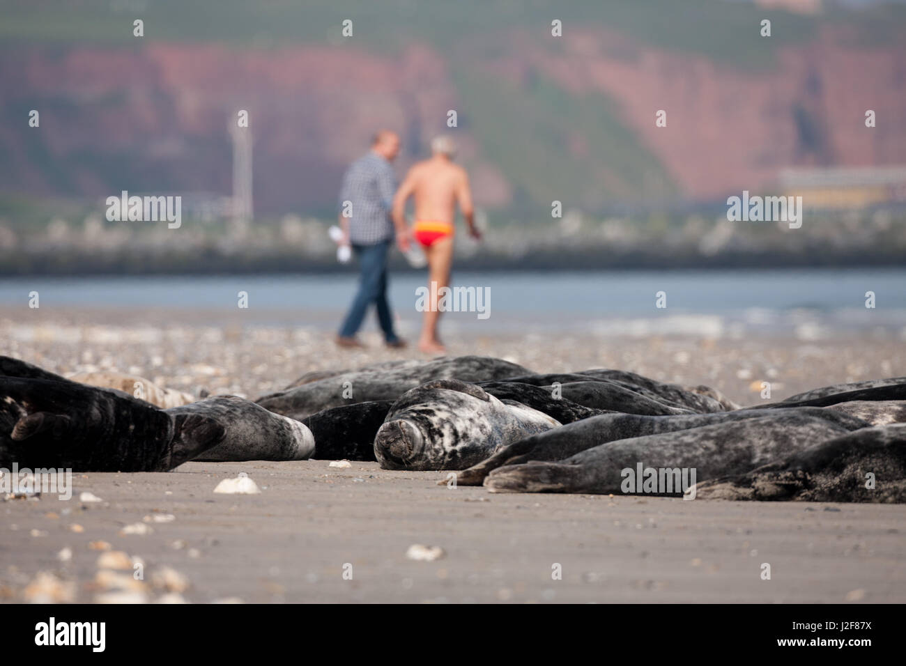 Grey Seals (Halichoerus grypus) on the beach with tourists walking in the background Stock Photo