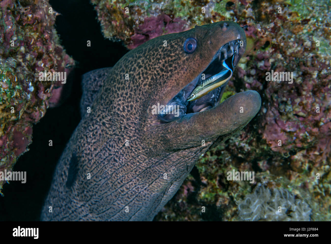 Bluestreak cleaner wrasse works inside mouth of moray eel. Red Sea, Egypt. Stock Photo