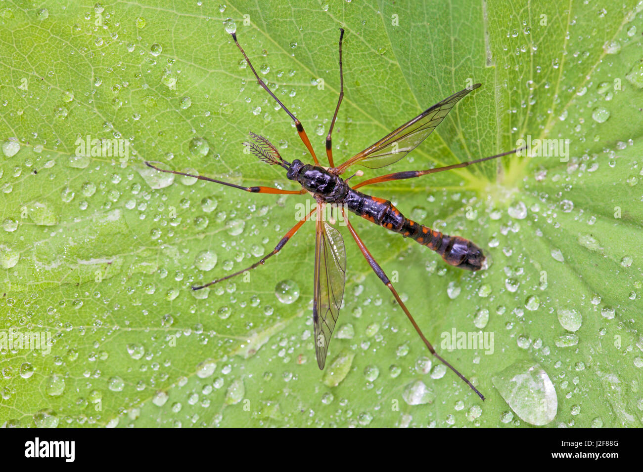 crane fly on leaf with dew drops Stock Photo