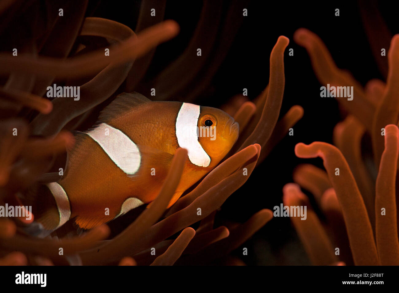 anemonefish between anemone Stock Photo