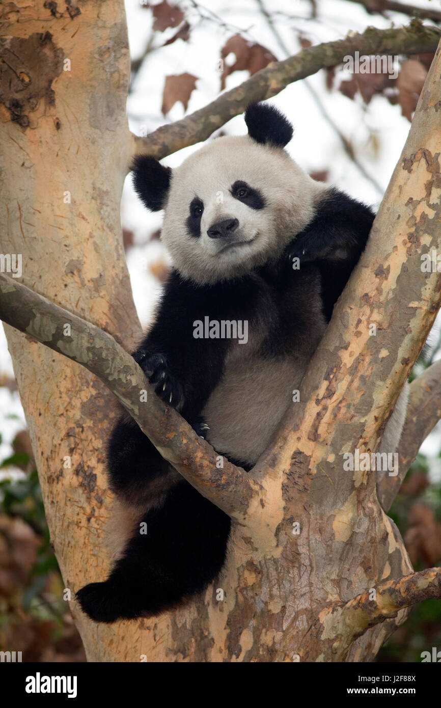 giant panda in a tree Stock Photo