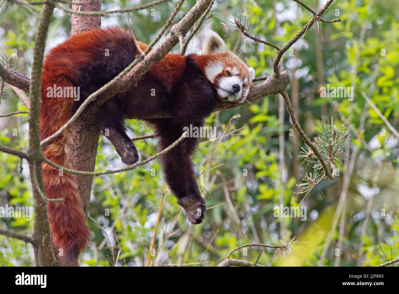 red panda sleeping in a tree Stock Photo