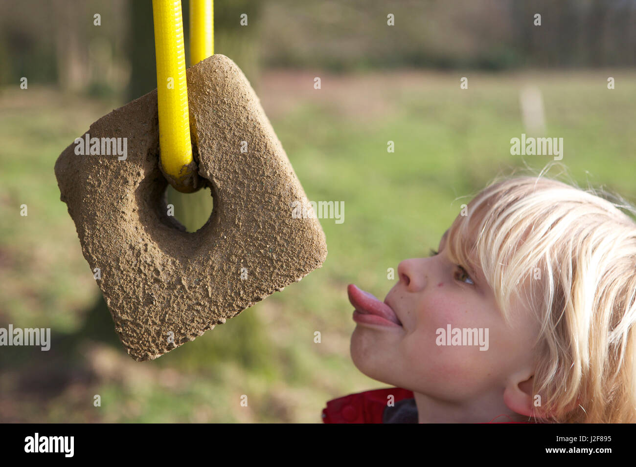 A boy near a mineral lick for cows Stock Photo