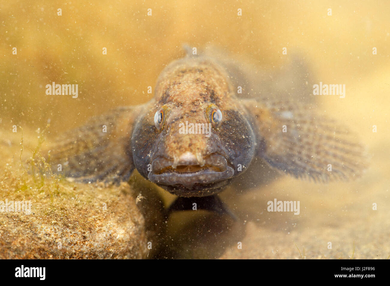 Tubenose goby looking straight into the lens Stock Photo