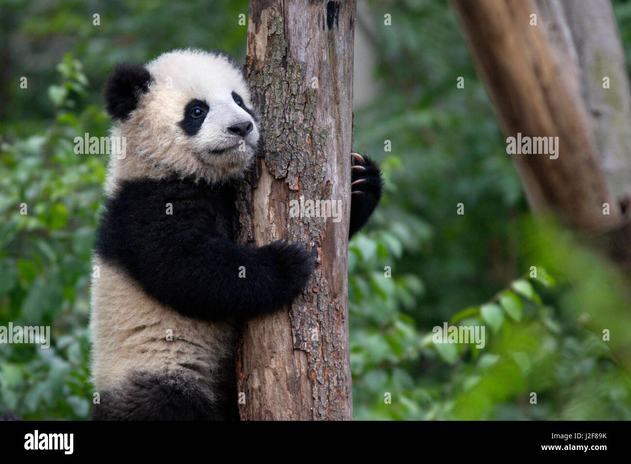 young baby giant panda climbing in a tree Stock Photo