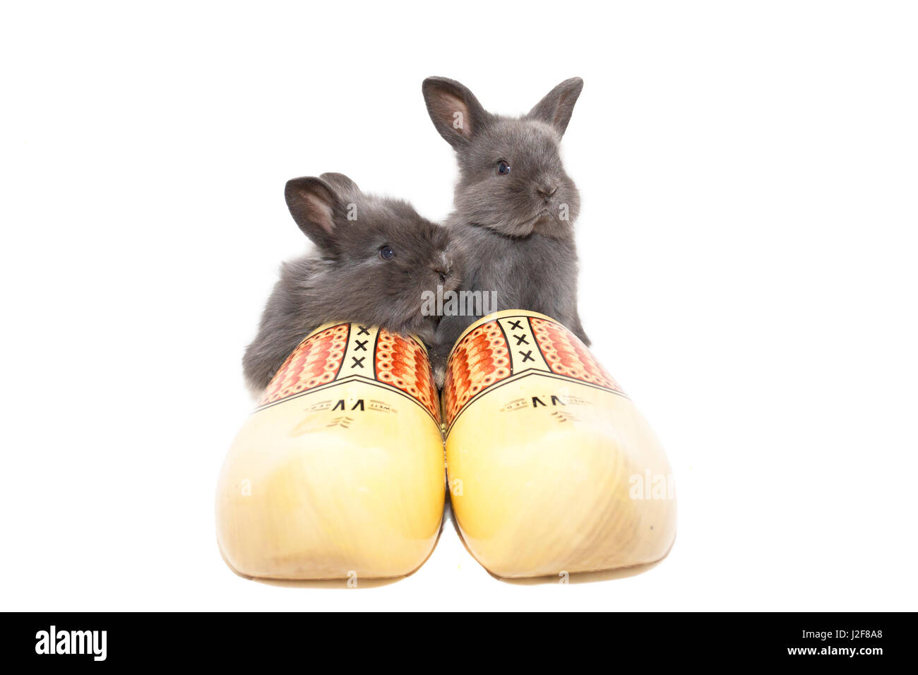 Bunny shoes hi-res stock photography and images - Alamy