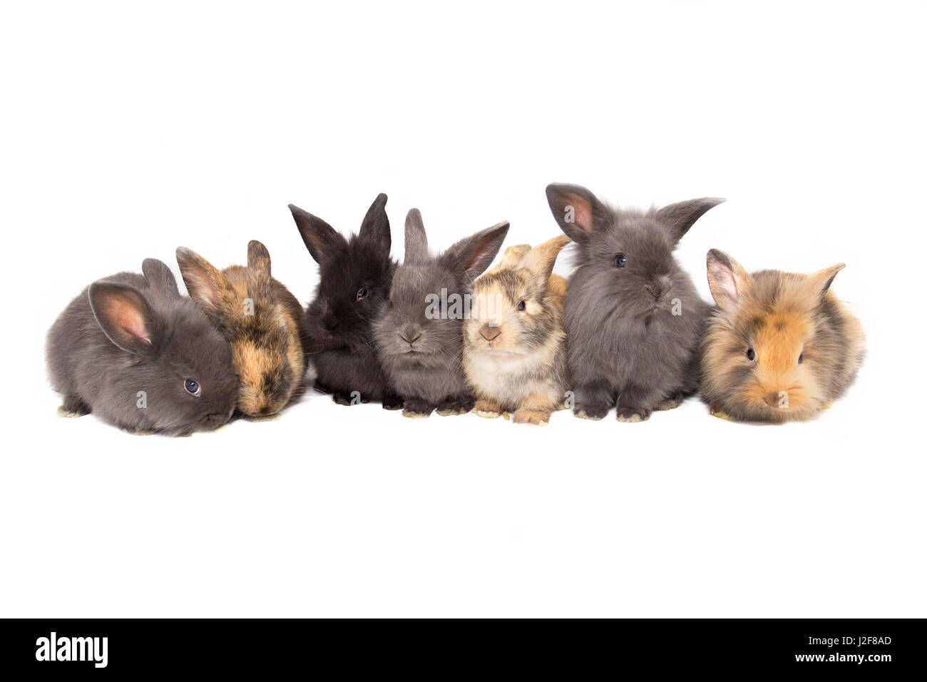 Young rabbit sitting in a coffee cup Stock Photo - Alamy