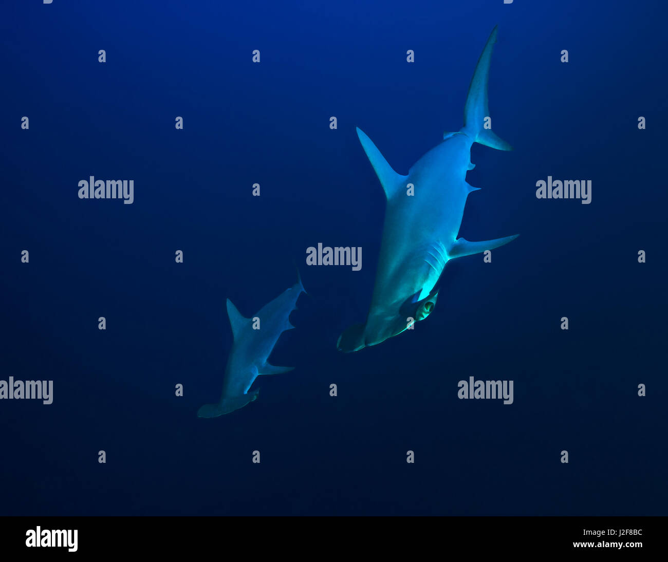 Two scalloped hammerhead sharks photographed in the deep blue. Daedalus Reef, Red Sea, Egypt. Stock Photo