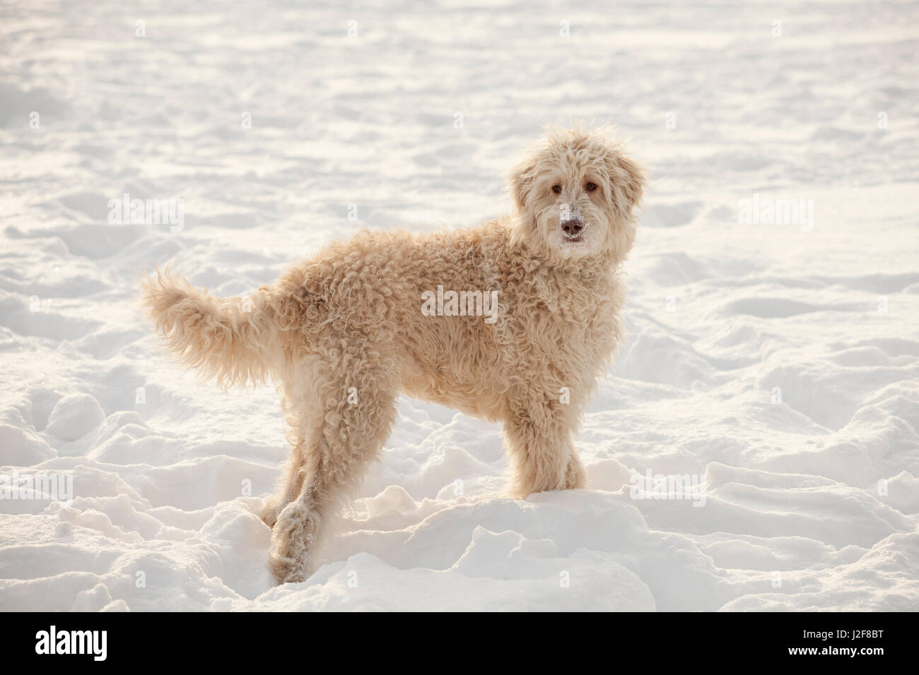 Snow Resolution Stock Images - Alamy
