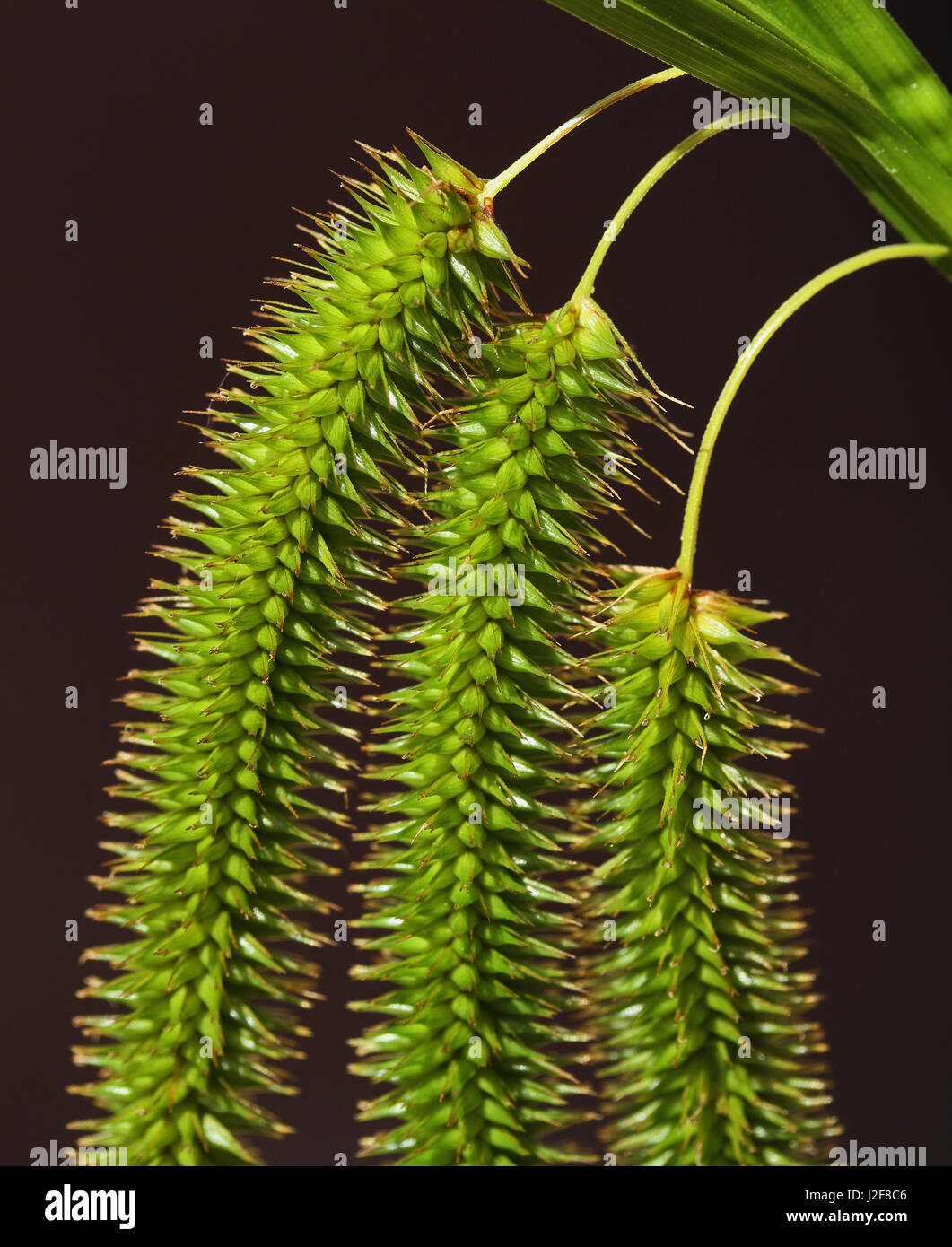 Close up of female spikelets of Cyperus Sedge (Carex pseudocyperus) hanging down Stock Photo