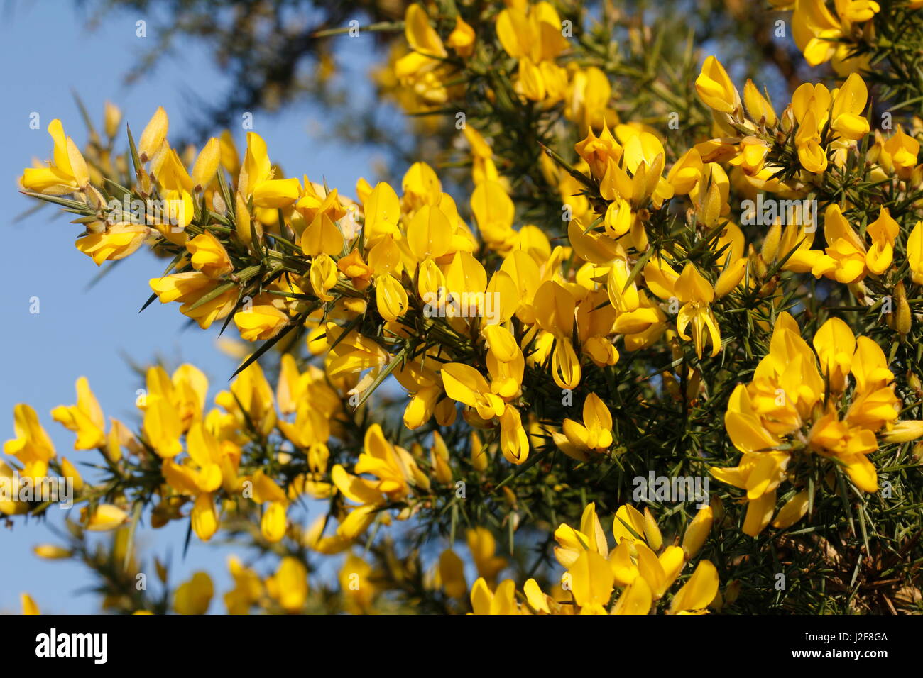 flowering common gorse Stock Photo