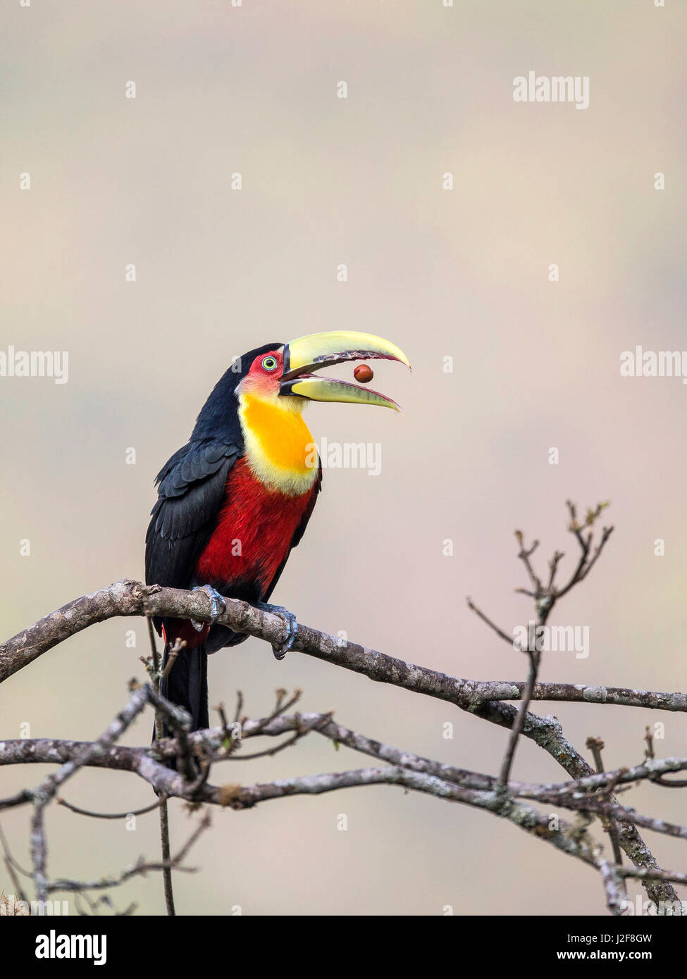 Green-billed toucan plays with berry Stock Photo