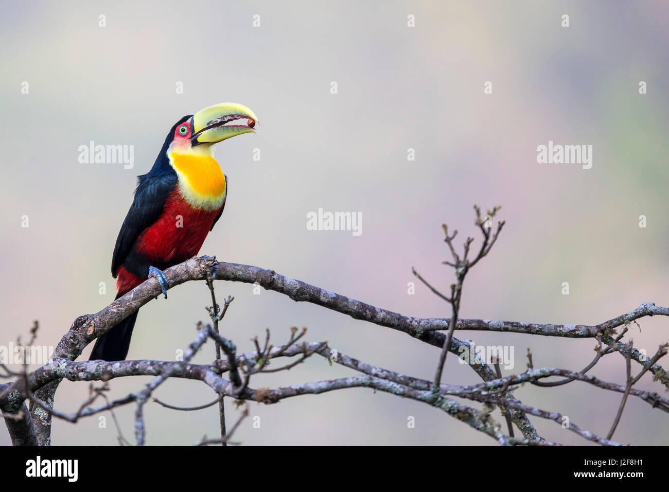 Green-billed toucan (Ramphastos dicolorus) holding berry in its bill Stock Photo