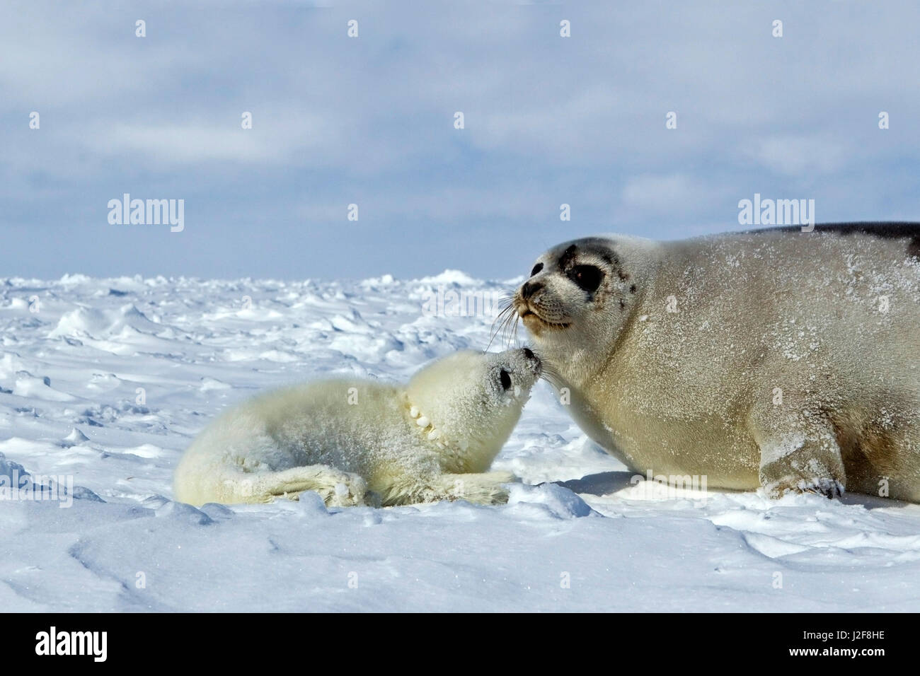 Harp Seal with Pup on Sea Ice Stock Photo