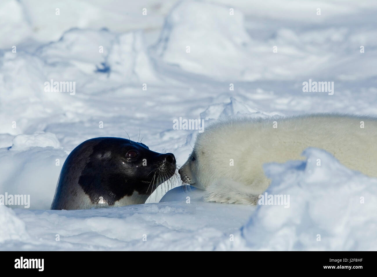 Harp Seal with Pup on Sea Ice near breathing hole Stock Photo