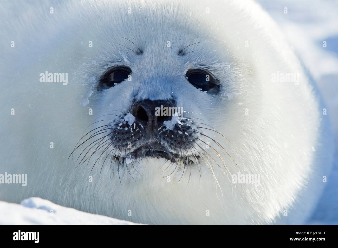Harpseal pup on Sea Ice Stock Photo