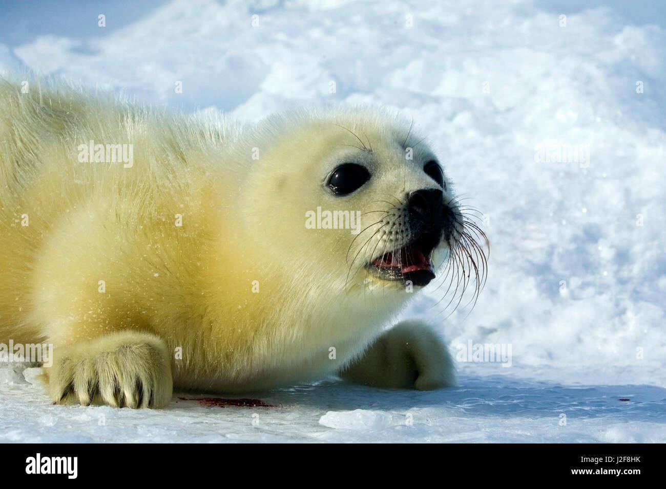 Harp Seal pup on sea ice Stock Photo