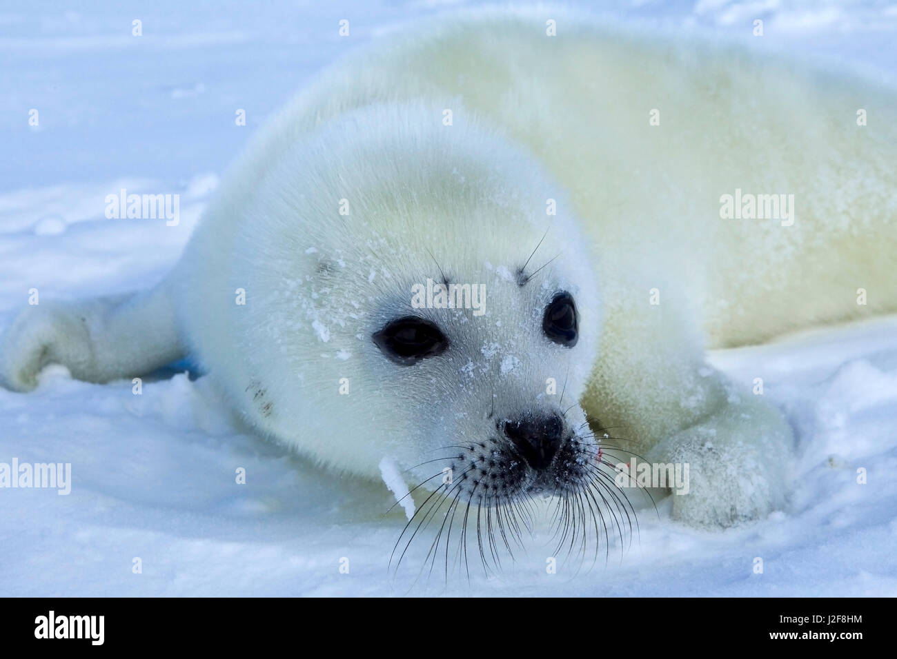 Harp Seal pup on sea ice Stock Photo