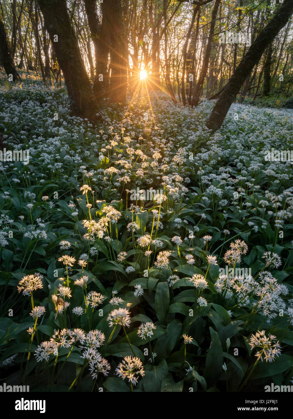 The last rays of sunlight pour into a woodland carpeted with wild garlic flowers. Stackpole, Pembrokeshire, Wales, UK Stock Photo