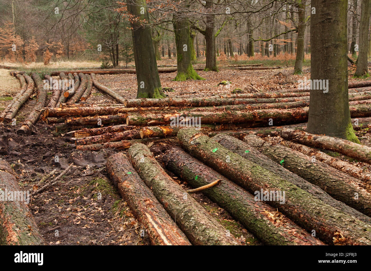 Stems after the woodcut in a forest. Stock Photo