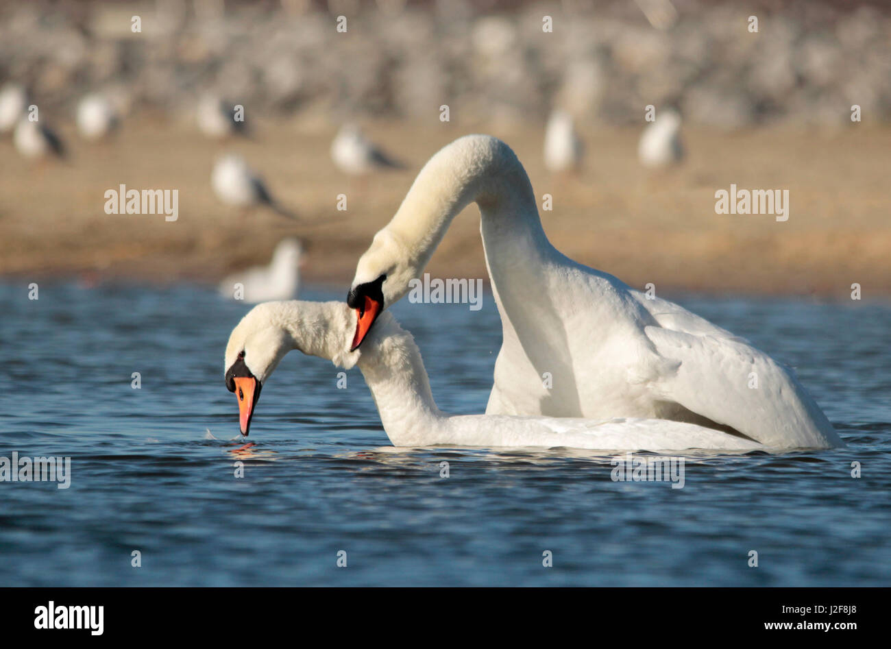 Mute swans mating. Stock Photo