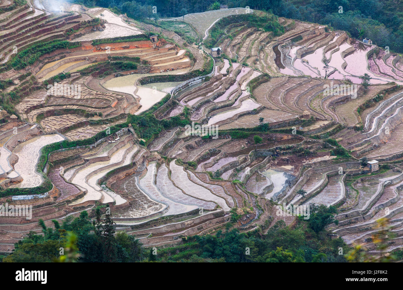 Rice paddies china hi-res stock photography and images - Alamy