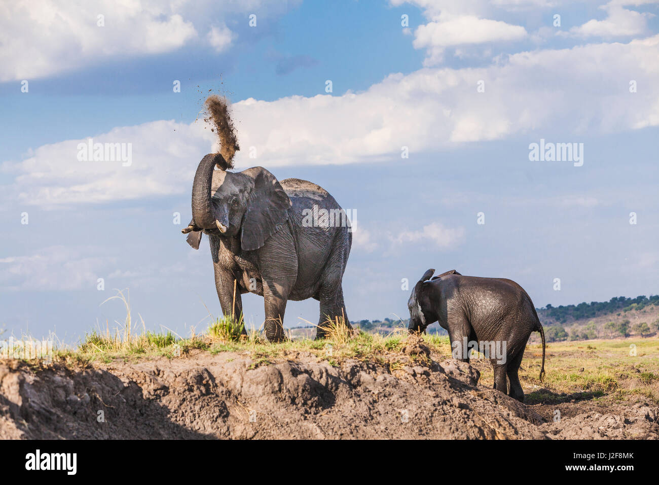 Elephant mother with calf takes a dustbath Stock Photo