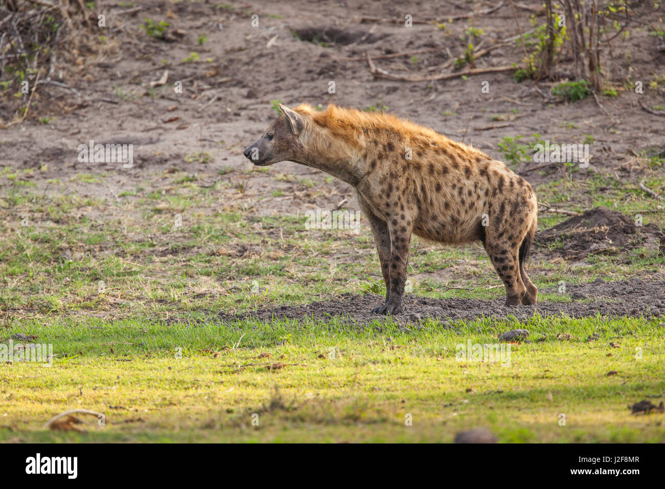 Spotted Hyena observes its environment Stock Photo