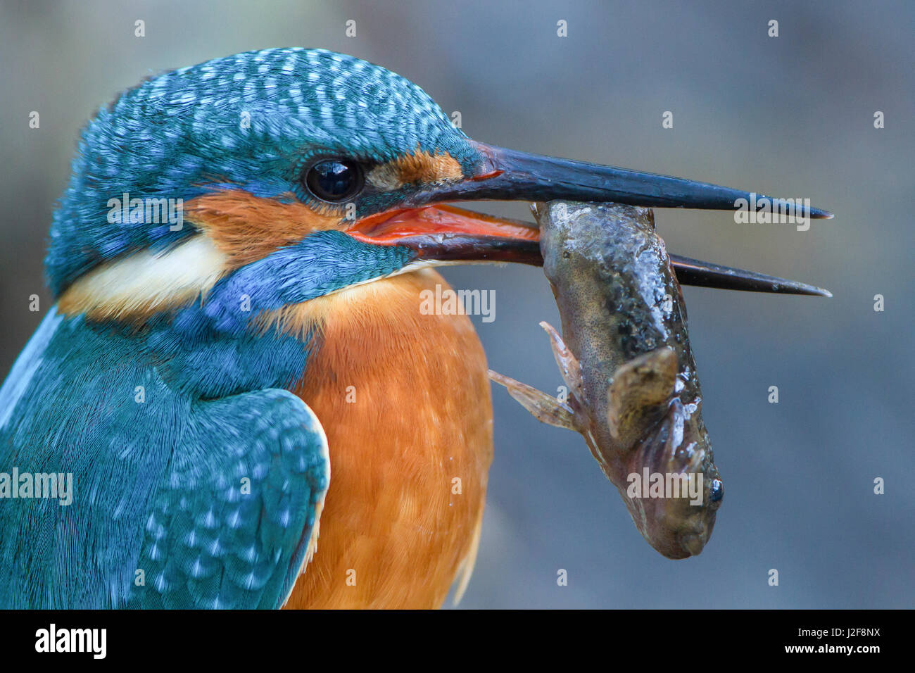Kingfisher with a gudgeon Stock Photo