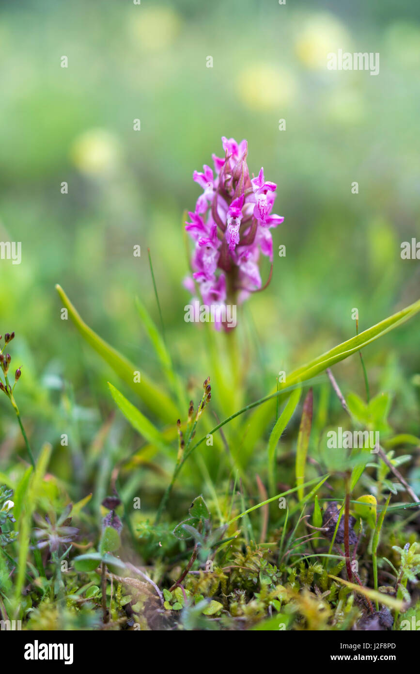 rare red form of Early marsh orchid Stock Photo