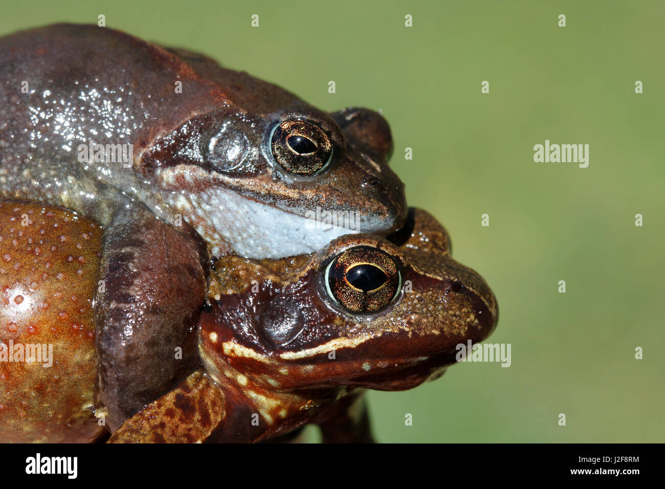 close-up of mating common frogs Stock Photo