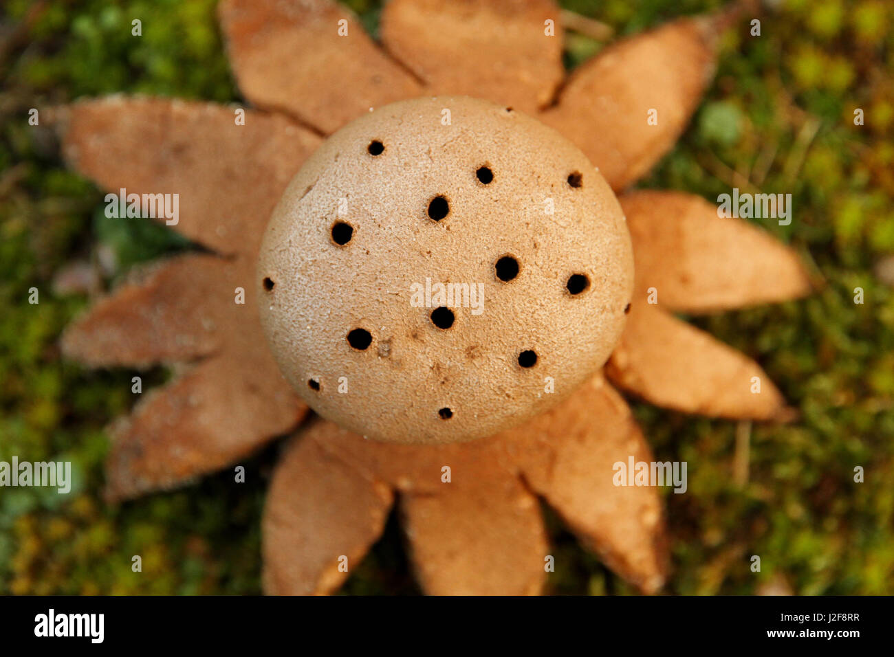 Detail of spore case with several holes of Pepperpot (Myriostoma coliformis) Stock Photo