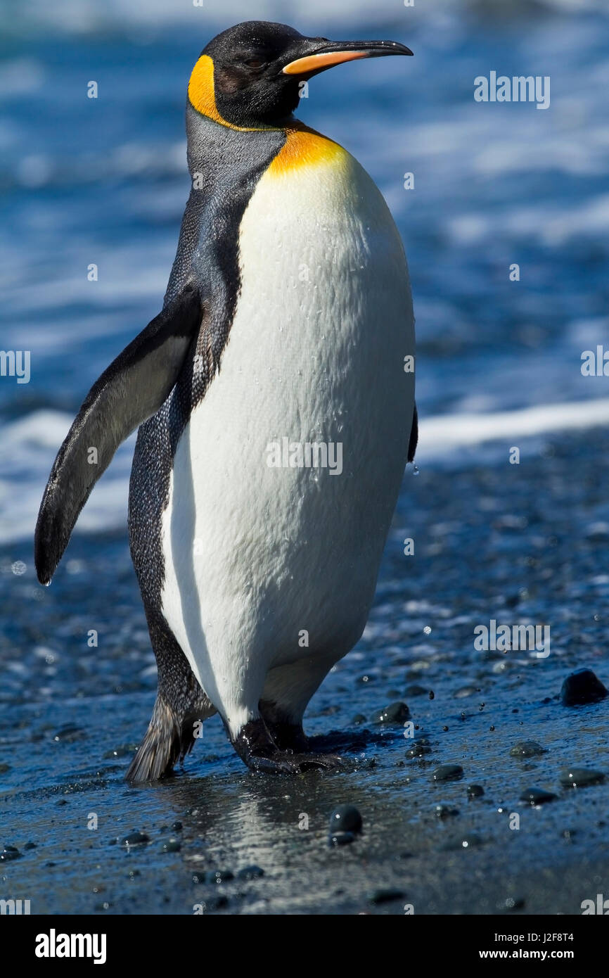 King Penguin comes ashore Stock Photo