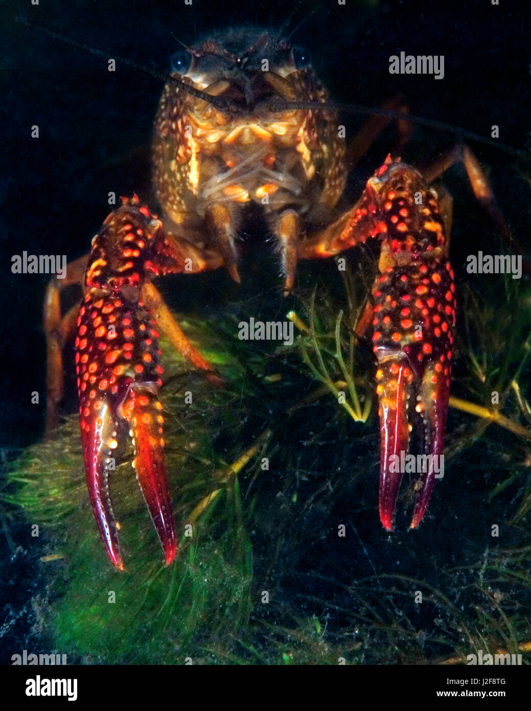 Crayfish (procambarus clarkii) under water Stock Photo