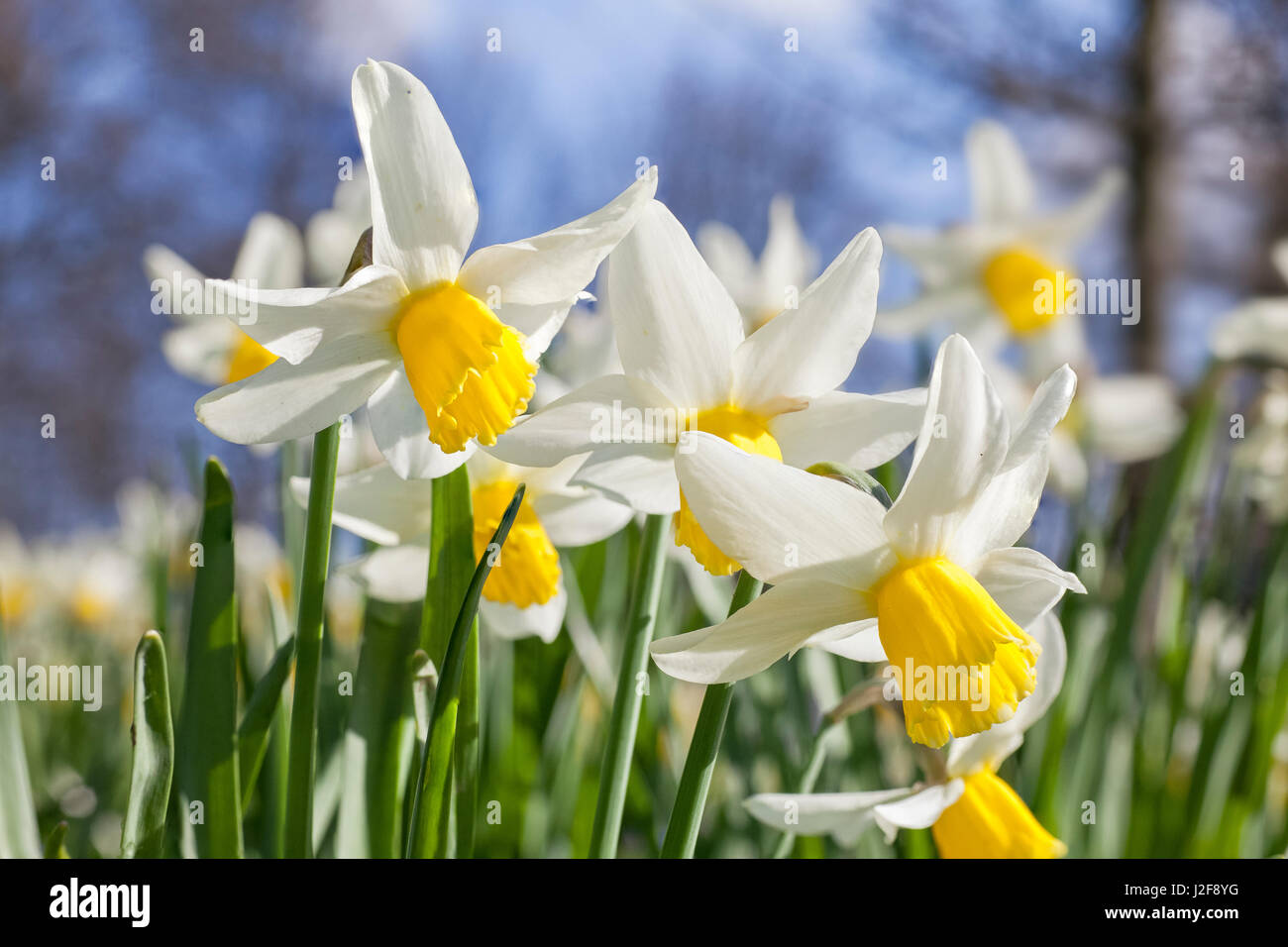 Narcissus in a park in Zutphen Stock Photo