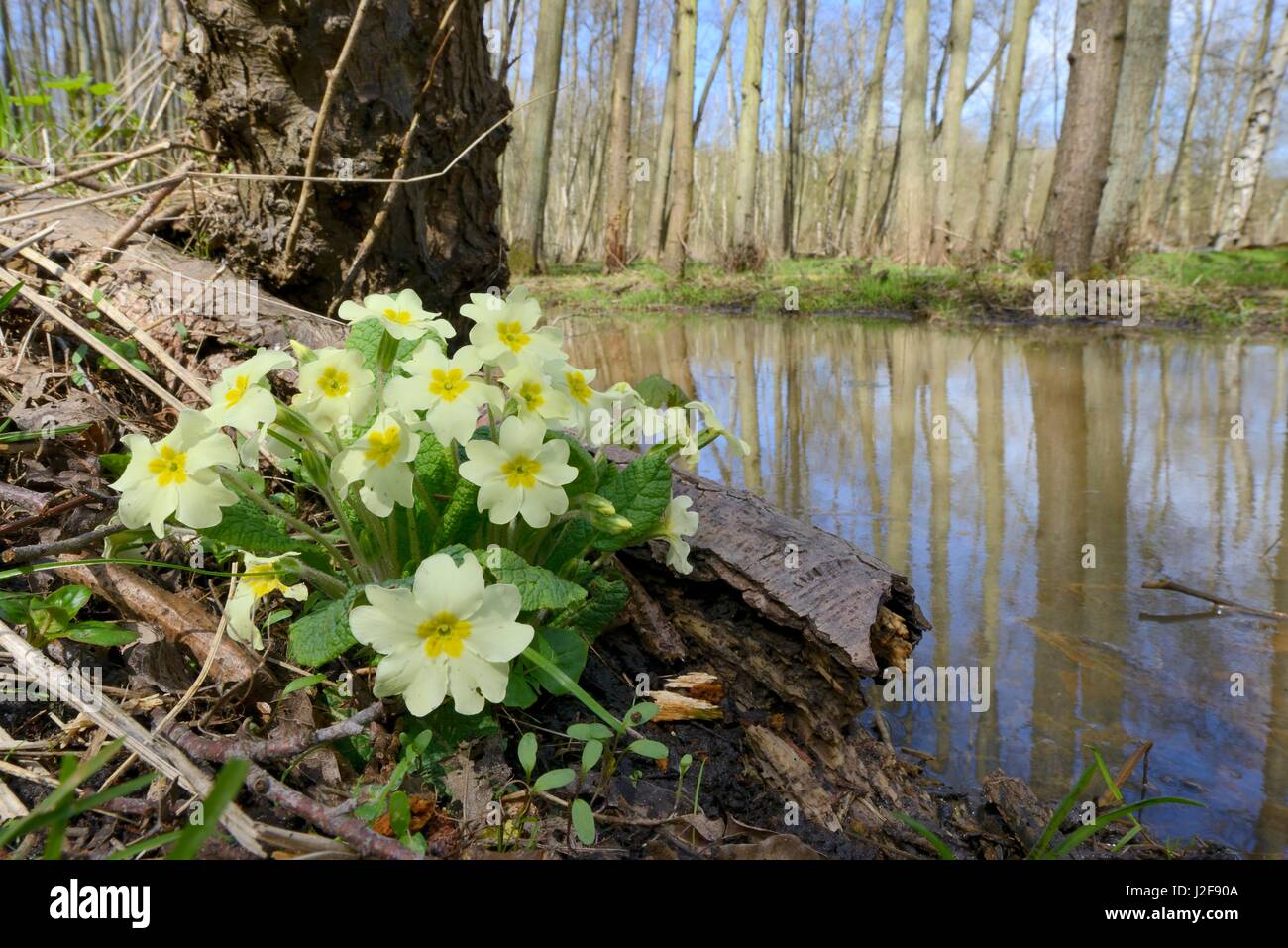 Flowering primrose in spring on the waterfront in the National Park South Kennemerland near Santpoort Stock Photo