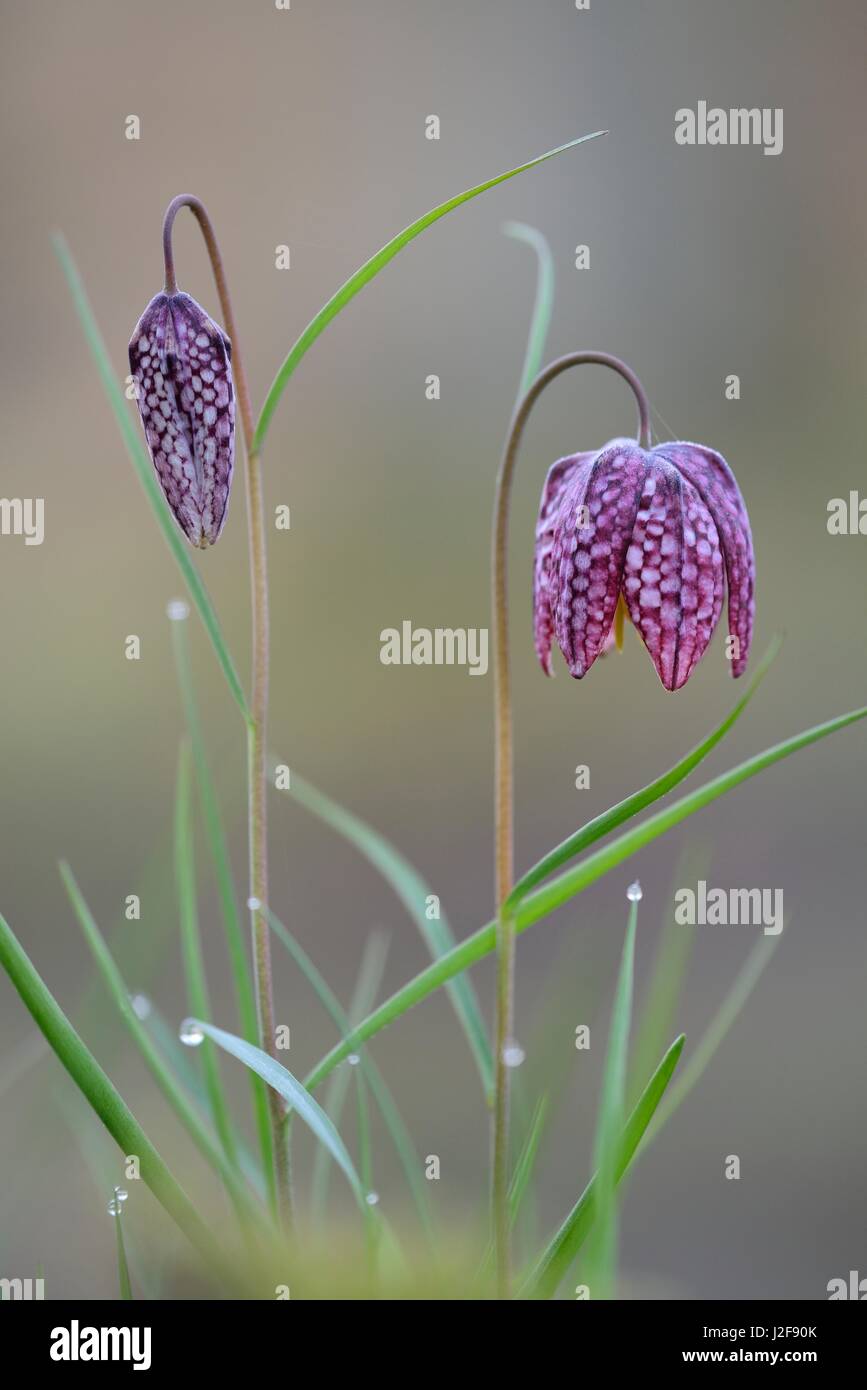 Close-up of purple flower and stem of Snakeâ€™s head fritillary near waterfront on estate Elswout near Bloemendaal Stock Photo