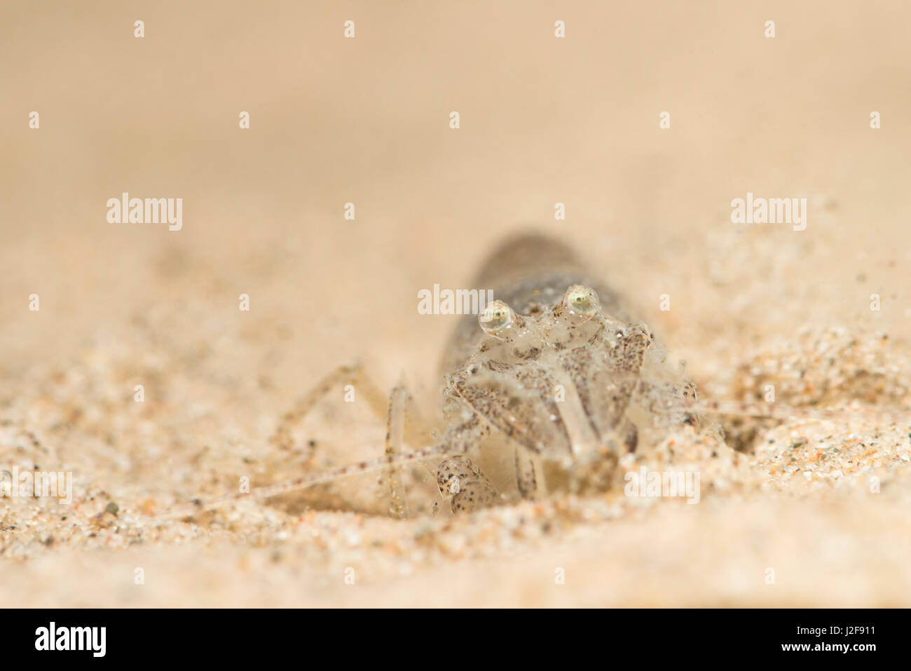 Brown shrimp in frontal view Stock Photo