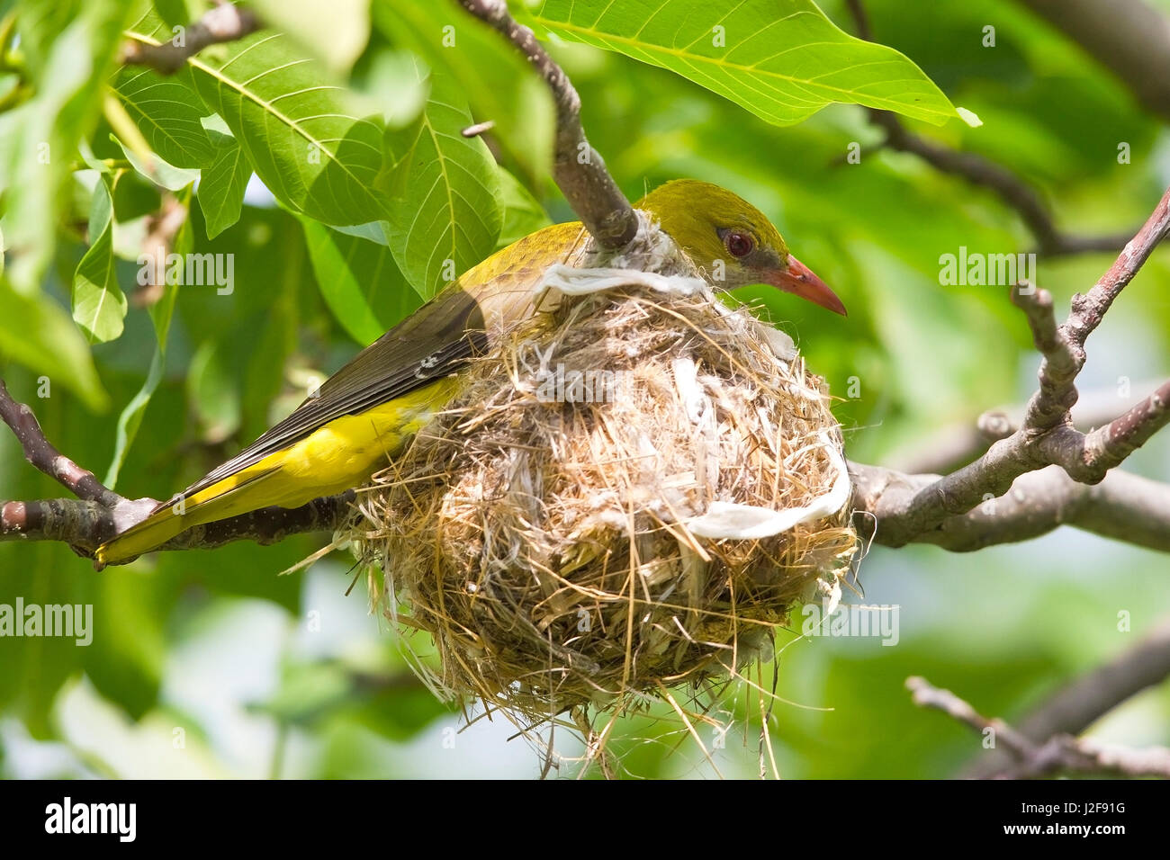 Female Eurasian Golden Oriole near nest Stock Photo
