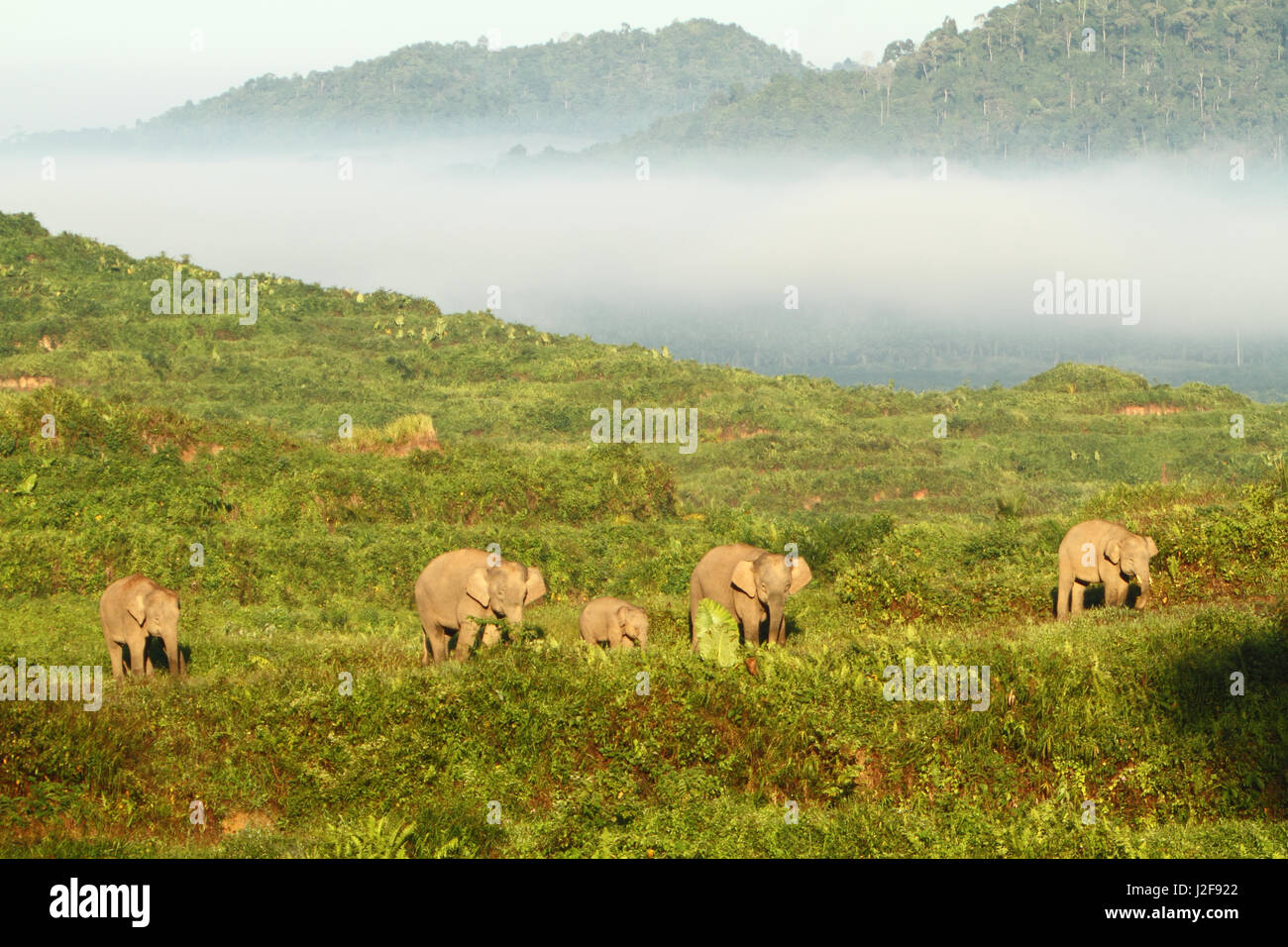 Elephas maximus borneensis; Borneo pygmy elephants on palm oil plantation Stock Photo