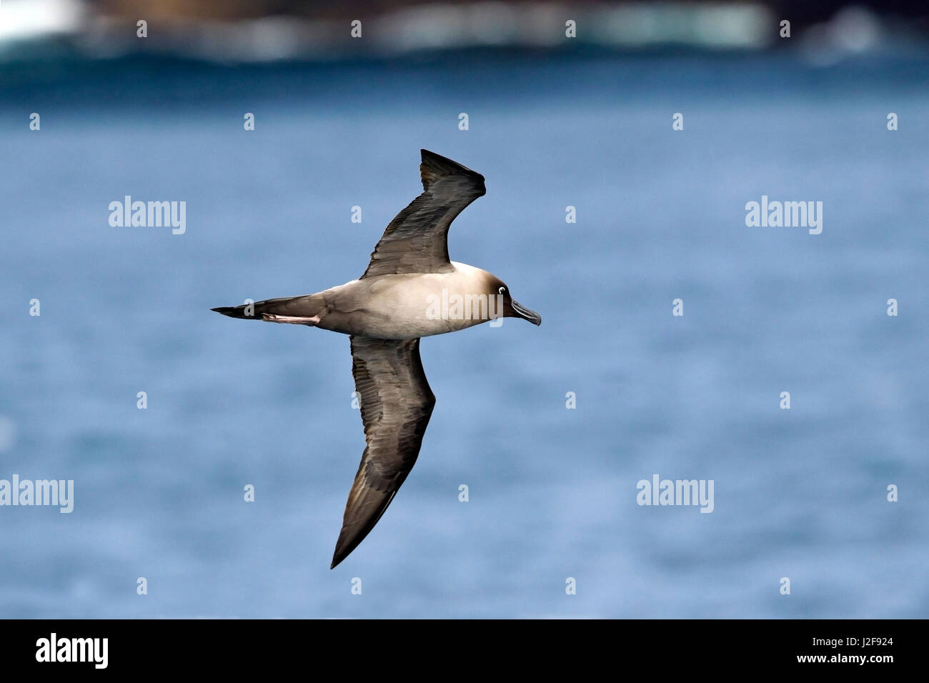 Flying Light-mantled Albatross above Possession Island Stock Photo